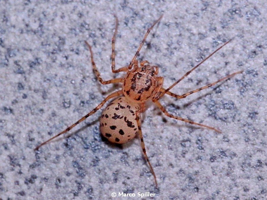 Scytodes thoracica